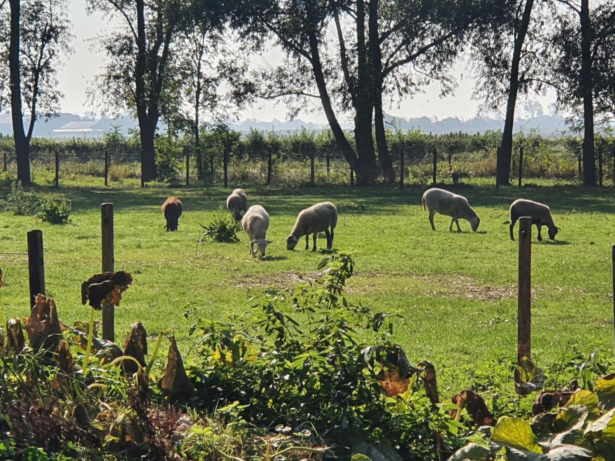 De Zeeuwsche Hoeve Kerkwerve Eksteriør bilde